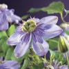 Bosrank (Clematis 'Blue light')