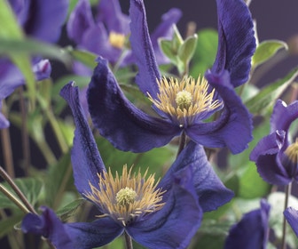 Bosrank (Clematis 'Blue Pirouette')