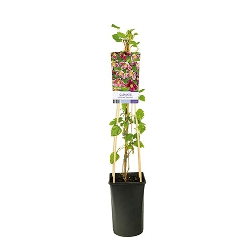 Clematis cirrhosa Freckels 50/60cm