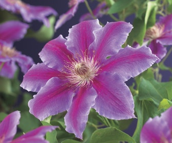 Bosrank (Clematis 'Dr Ruppel')