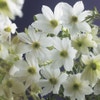 Groenblijvende Clematis (Clematis 'Early Sensation')
