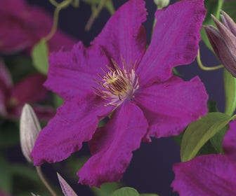 Bosrank (Clematis 'Ernest Markham')
