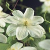 Bosrank (Clematis 'Guernsey Cream')