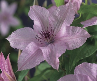 Bosrank (Clematis 'Hagley Hybrid')