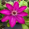 Bosrank (Clematis 'Haru-ichiban')