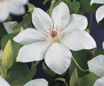 Bosrank (Clematis 'Henryi')