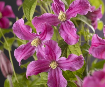 Bosrank (Clematis 'Inspiration')