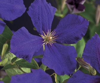 Bosrank (Clematis 'Jackmanii')
