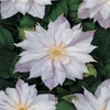 Bosrank (Clematis 'Jackmanii Alba')