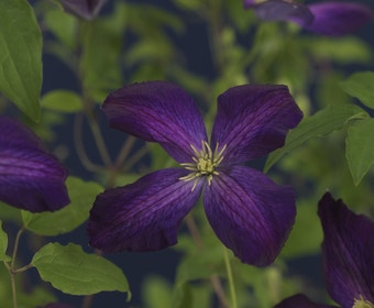 Bosrank (Clematis 'Jackmanii Purpurea')