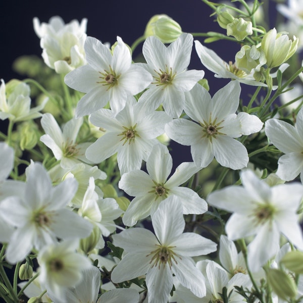 Groenblijvende Clematis (Clematis 'Joe') 