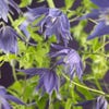 Bosrank (Clematis macropetala 'Maidwell Hall')