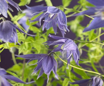 Bosrank (Clematis macropetala 'Maidwell Hall')