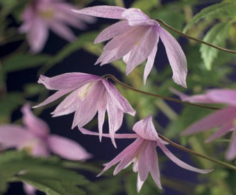 Bosrank (Clematis macropetala 'Markham's Pink')