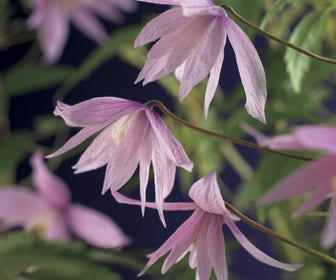 Bosrank (Clematis macropetala 'Markham's Pink')