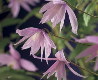 Bosrank (Clematis macropetala 'Markham's Pink')