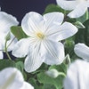 Bosrank (Clematis 'Madame Le Coultre')