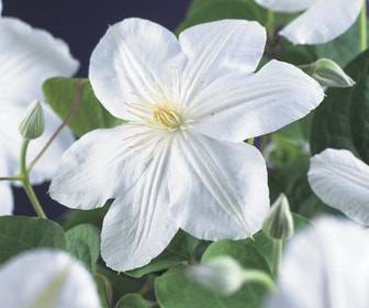 Bosrank (Clematis 'Madame Le Coultre')