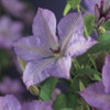 Bosrank (Clematis 'Margaret Hunt')
