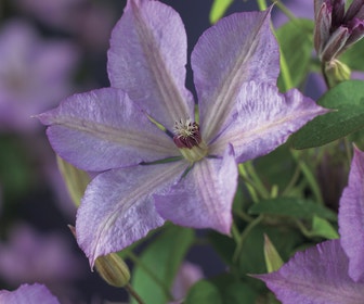 Bosrank (Clematis 'Margaret Hunt')