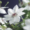 Bosrank (Clematis 'Miss Bateman')