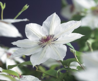 Bosrank (Clematis 'Miss Bateman')