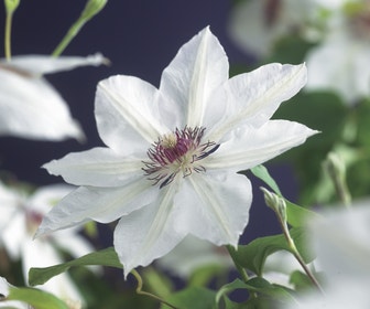Bosrank (Clematis 'Miss Bateman')