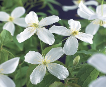 Bosrank (Clematis montana 'Grandiflora')