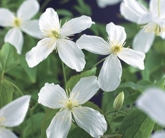 Bosrank (Clematis montana 'Grandiflora')