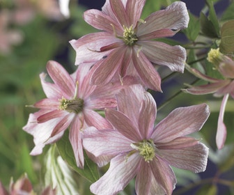 Bosrank (Clematis montana 'Broughton Star')