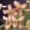 Bosrank (Clematis montana 'Marjorie')