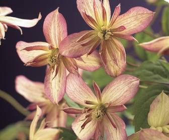 Bosrank (Clematis montana 'Marjorie')