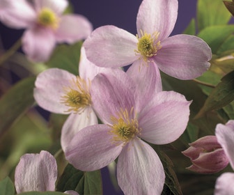 Bosrank (Clematis montana 'Mayleen')