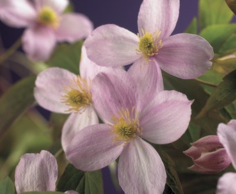 Bosrank (Clematis montana 'Mayleen')