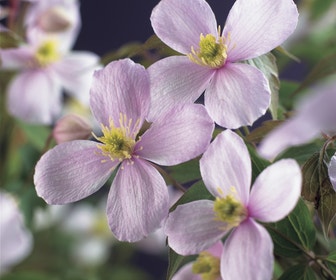 Bosrank (Clematis montana 'Rubens')