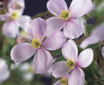 Bosrank (Clematis montana 'Rubens')