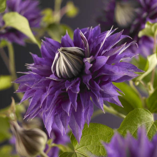 Bosrank (Clematis 'Multi Blue')