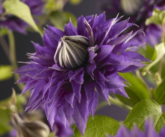 Bosrank (Clematis 'Multi Blue')