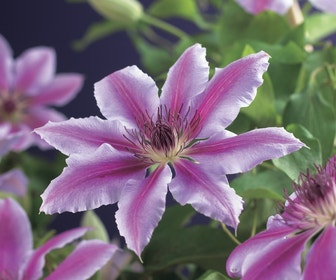 Bosrank (Clematis 'Nelly Moser')