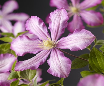 Bosrank (Clematis 'Nicolaj Rubtzov')
