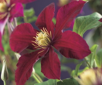 Bosrank (Clematis 'Niobe')