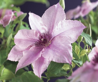 Bosrank (Clematis 'Pink fantasy')