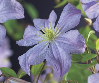 Bosrank (Clematis 'Prince Charles')