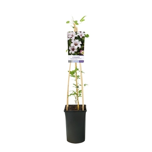 Clematis 'Princess Kate' 50/60cm