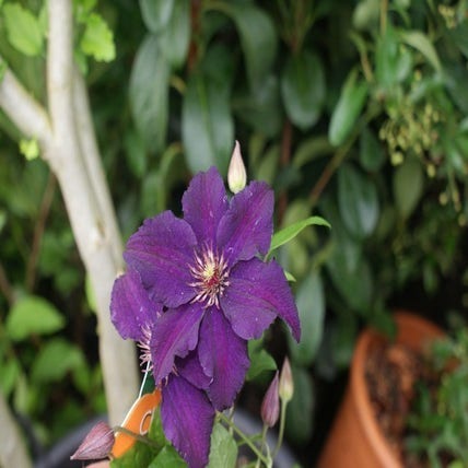Clematis 'Rasputin' bestellen online bij Directplant