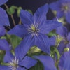 Bosrank (Clematis 'Rhapsody')