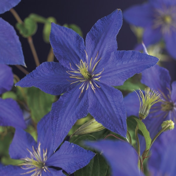 (Clematis 'Rhapsody')