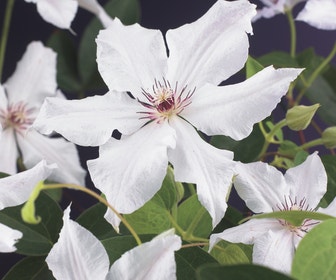 Bosrank (Clematis 'Snow Queen')