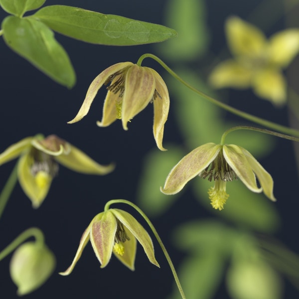 Bosrank (Clematis tangutica 'My Angel')
