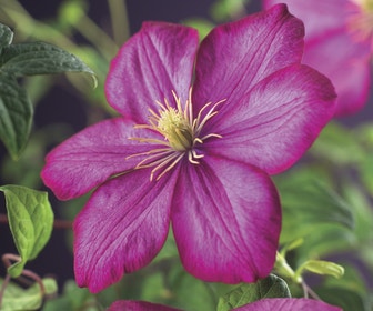 Bosrank (Clematis 'Ville de Lyon')
